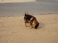 sylt (28)